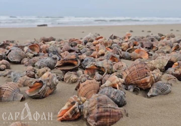 Морским деликатесом усеяны пляжи в Анапе