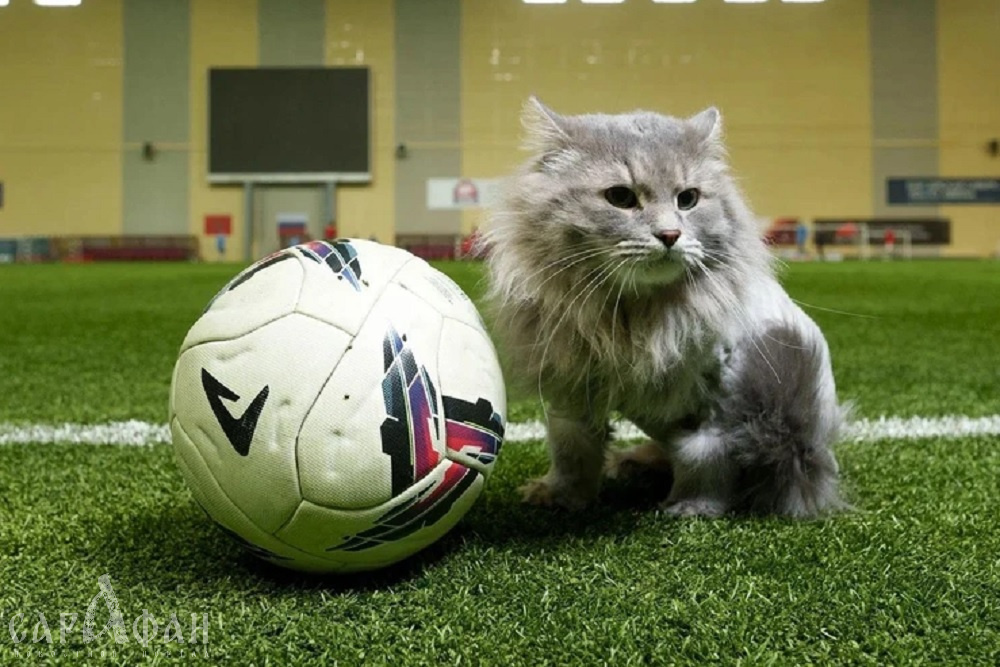Пушистый трансфер: новый игрок ФК «Енисей» — бездомный кот