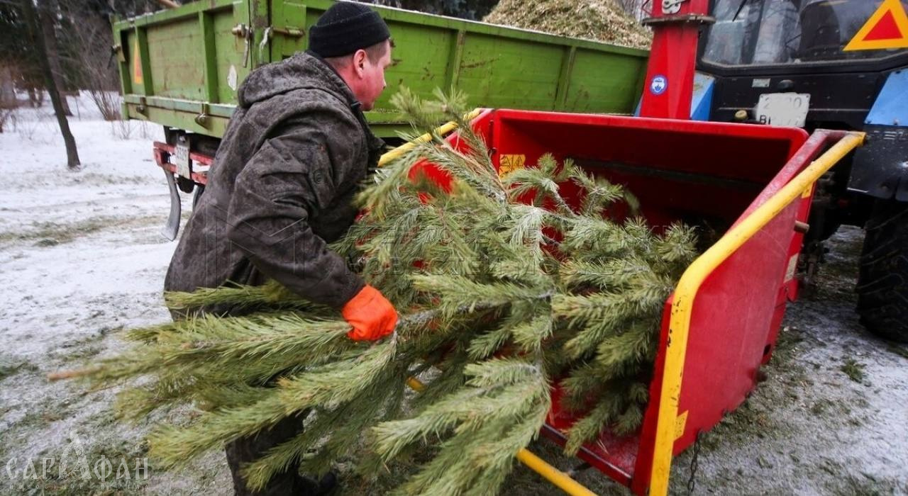 Жители Адыгейска могут сдать новогодние ели на переработку
