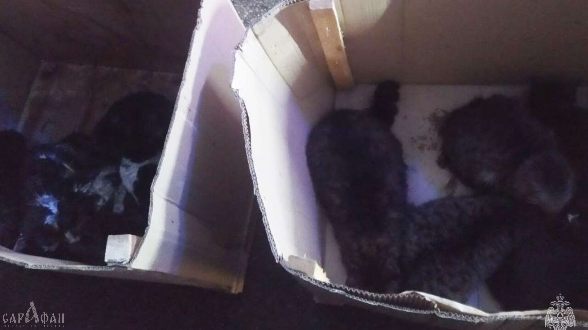 В Крыму сотрудники МЧС спасли из задымленного помещения 15 котов